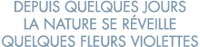 depuis quelques jours la nature se r veille quelques fleurs violettes 