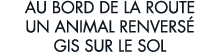 au bord de la route un animal renvers  gis sur le sol 
