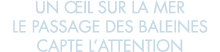 un  il sur la mer le passage des baleines capte l attention 