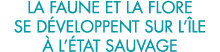 la faune et la flore se d veloppent sur l  le   l  tat sauvage 