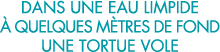 dans une eau limpide   quelques m tres de fond une tortue vole 