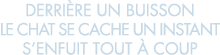 derri re un buisson le chat se cache un instant s enfuit tout   coup 