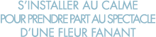 s installer au calme pour prendre part au spectacle d une fleur fanant