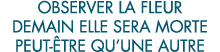 observer la fleur demain elle sera morte peut- tre qu une autre 