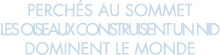 perch s au sommet les oiseaux construisent un nid dominent le monde 