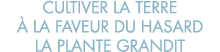 cultiver la terre   la faveur du hasard la plante grandit