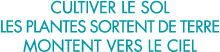 cultiver le sol les plantes sortent de terre montent vers le ciel 