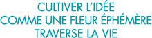 cultiver l id e comme une fleur  ph m re traverse la vie 