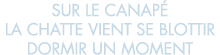 sur le canap  la chatte vient se blottir dormir un moment 