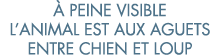   peine visible l animal est aux aguets entre chien et loup 