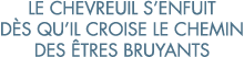 le chevreuil s enfuit d s qu il croise le chemin des  tres bruyants 